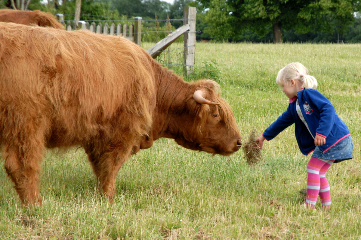 Kleines Mädchen füttert Kuh mit Heu